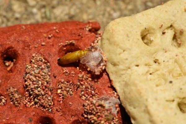 what attracts pantry moths
