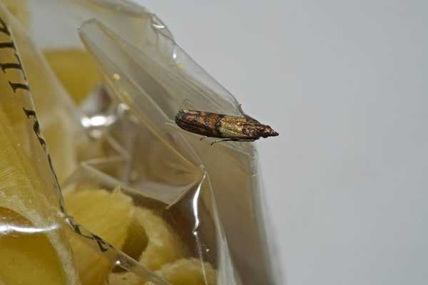 How to get rid of pantry moths: solutions that work!